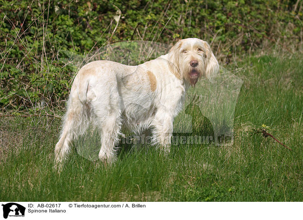 Spinone Italiano / AB-02617