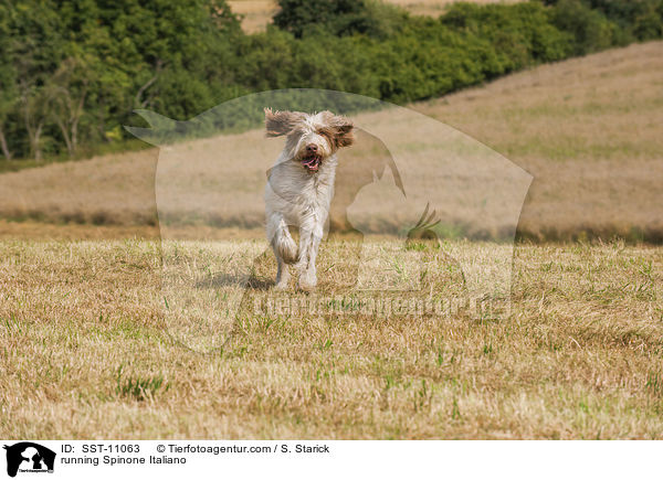 rennender Spinone Italiano / running Spinone Italiano / SST-11063