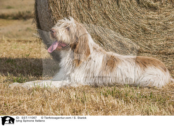 liegender Spinone Italiano / lying Spinone Italiano / SST-11067