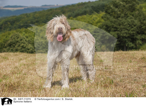 Spinone Italiano / Spinone Italiano / SST-11070