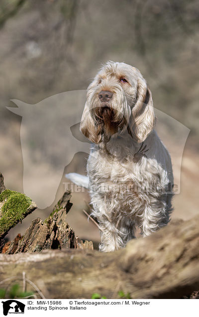 stehender Spinone Italiano / standing Spinone Italiano / MW-15986