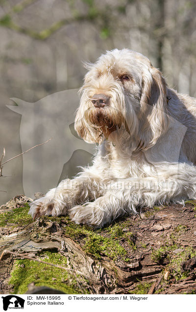 Spinone Italiano / Spinone Italiano / MW-15995