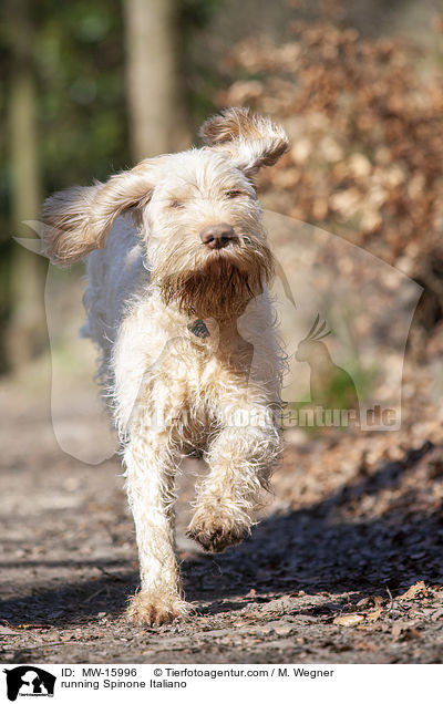 rennender Spinone Italiano / running Spinone Italiano / MW-15996