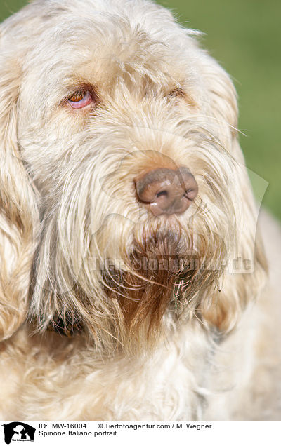 Spinone Italiano Portrait / Spinone Italiano portrait / MW-16004