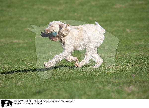 rennender Spinone Italiano / running Spinone Italiano / MW-16009