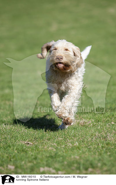 rennender Spinone Italiano / running Spinone Italiano / MW-16010