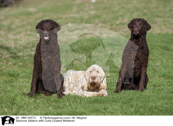 Spinone Italiano with Curly Coated Retriever / MW-16013