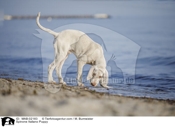 Spinone Italiano Welpe / Spinone Italiano Puppy / MAB-02183