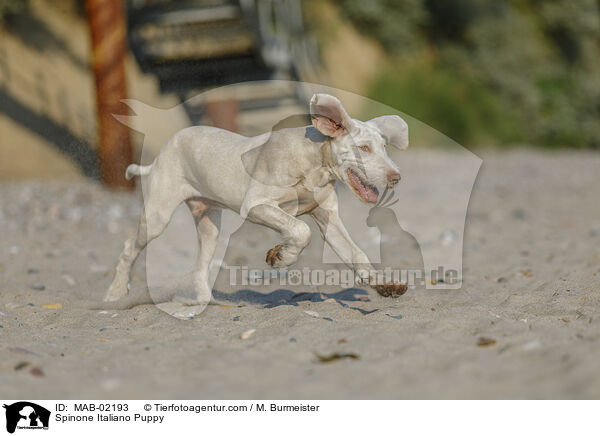 Spinone Italiano Welpe / Spinone Italiano Puppy / MAB-02193