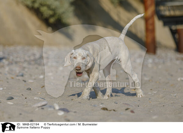 Spinone Italiano Welpe / Spinone Italiano Puppy / MAB-02194