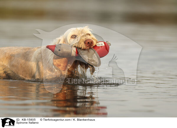 Spinone Italiano / Spinone Italiano / KB-15805