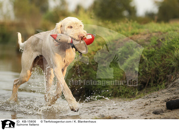 Spinone Italiano / Spinone Italiano / KB-15806