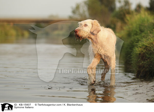 Spinone Italiano / Spinone Italiano / KB-15807