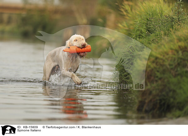 Spinone Italiano / Spinone Italiano / KB-15809