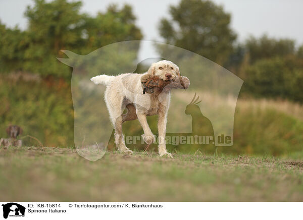 Spinone Italiano / Spinone Italiano / KB-15814