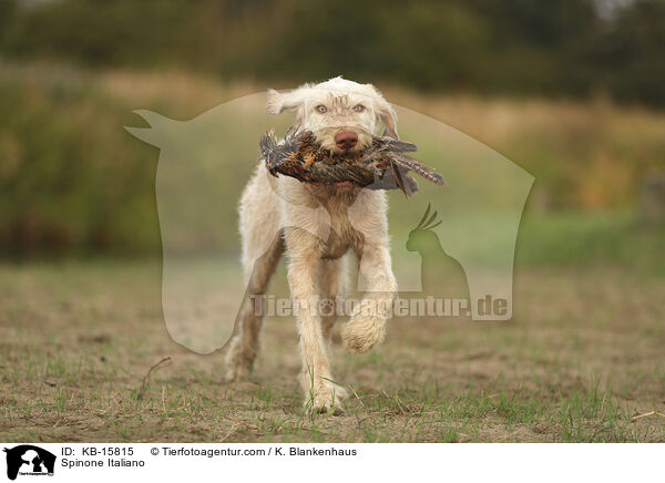 Spinone Italiano / Spinone Italiano / KB-15815