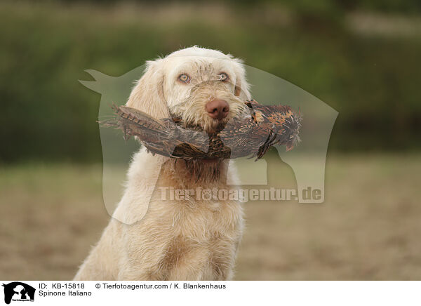 Spinone Italiano / Spinone Italiano / KB-15818