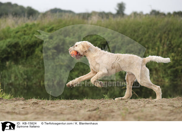 Spinone Italiano / Spinone Italiano / KB-15824