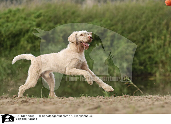 Spinone Italiano / Spinone Italiano / KB-15831