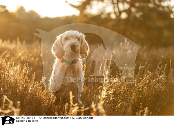 Spinone Italiano / Spinone Italiano / KB-16484