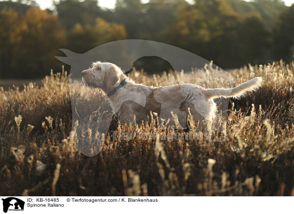 Spinone Italiano / Spinone Italiano / KB-16485