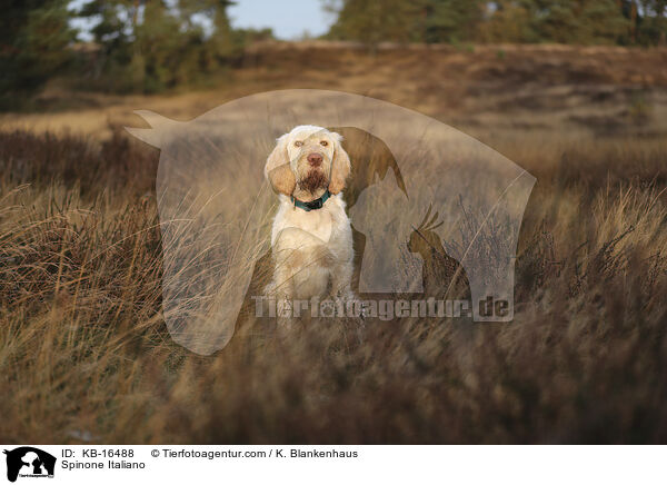 Spinone Italiano / Spinone Italiano / KB-16488