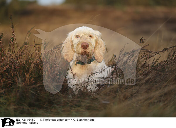 Spinone Italiano / Spinone Italiano / KB-16489