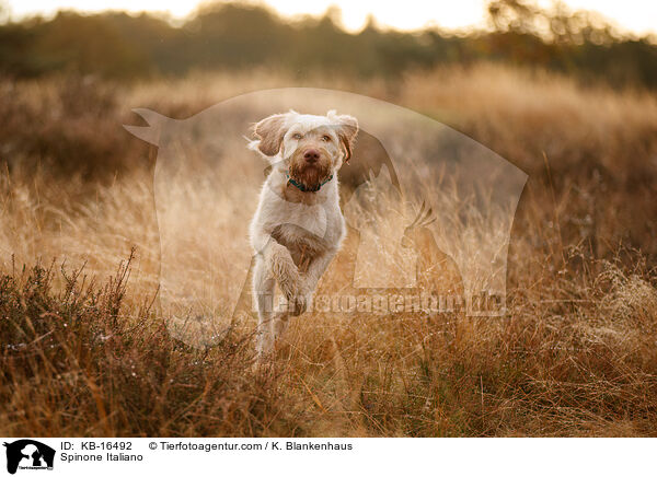 Spinone Italiano / Spinone Italiano / KB-16492