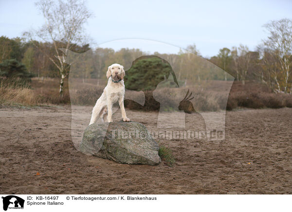 Spinone Italiano / Spinone Italiano / KB-16497