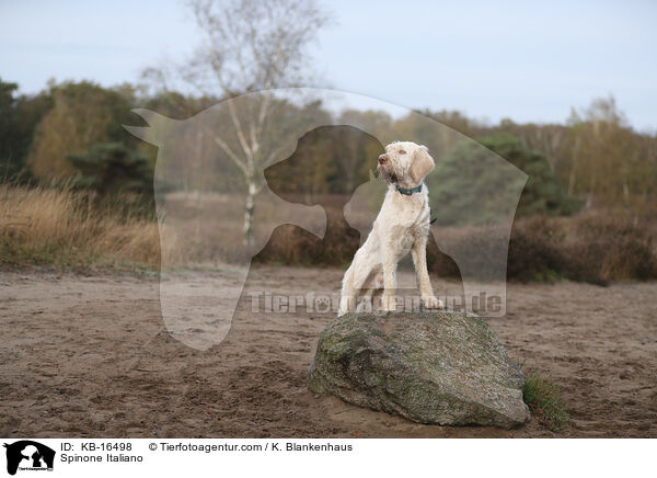 Spinone Italiano / Spinone Italiano / KB-16498