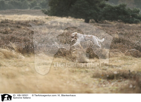 Spinone Italiano / Spinone Italiano / KB-16501