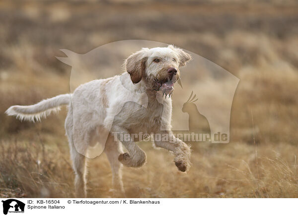 Spinone Italiano / Spinone Italiano / KB-16504