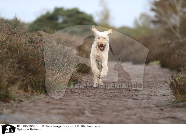 Spinone Italiano / Spinone Italiano / KB-16505