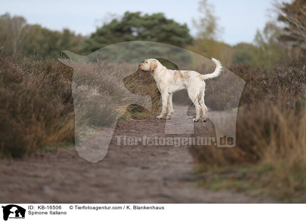 Spinone Italiano / Spinone Italiano / KB-16506