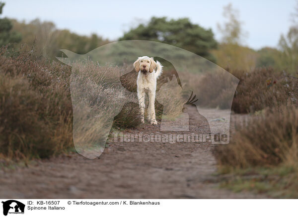 Spinone Italiano / Spinone Italiano / KB-16507