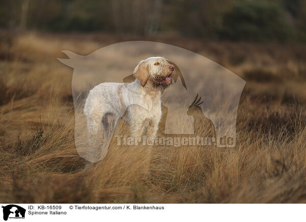 Spinone Italiano / Spinone Italiano / KB-16509