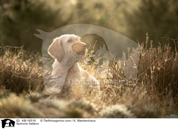 Spinone Italiano / Spinone Italiano / KB-16516