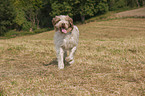 walking Spinone Italiano