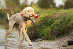 Spinone Italiano