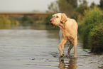 Spinone Italiano