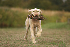 Spinone Italiano