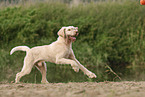 Spinone Italiano