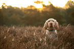 Spinone Italiano