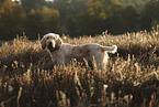 Spinone Italiano