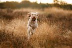 Spinone Italiano