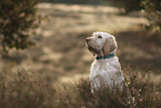 Spinone Italiano