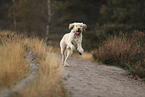 Spinone Italiano