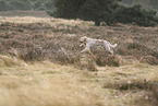 Spinone Italiano