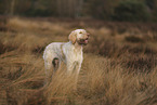 Spinone Italiano