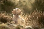 Spinone Italiano